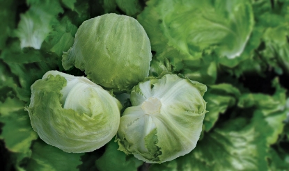 Picture of Lettuce Robinson Pills